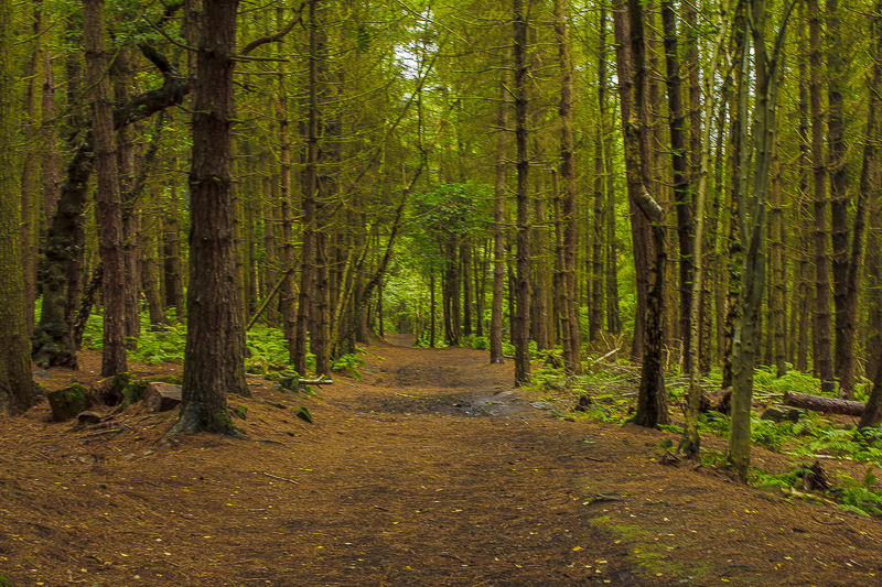 Birch Wood Birch Wood